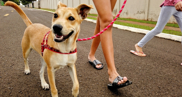 köpek yürüyüşü